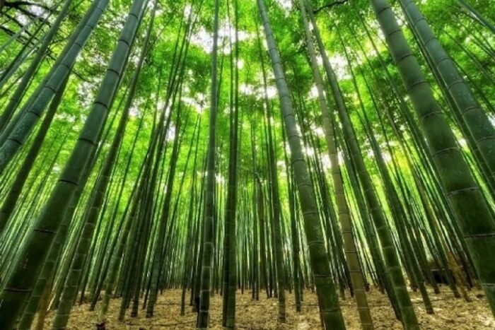 scent stick sample: bamboo forest and get a $2 credit on your next order