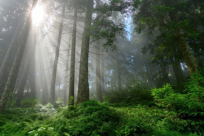 scent stick sample: alpine forest and get a $2 credit on your next order