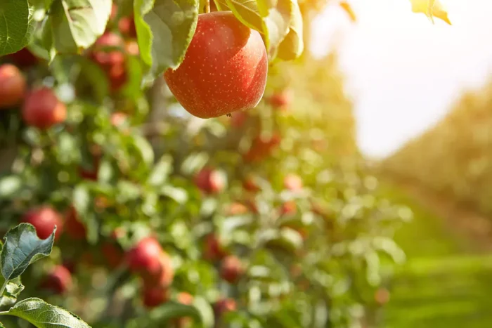 scent stick sample: apple orchard and get a $2 credit on your next order