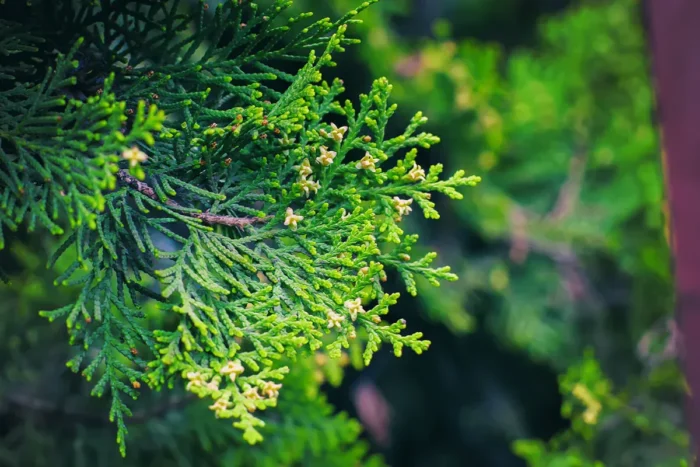 scent stick sample: balsam & cedar and get a $2 credit on your next order