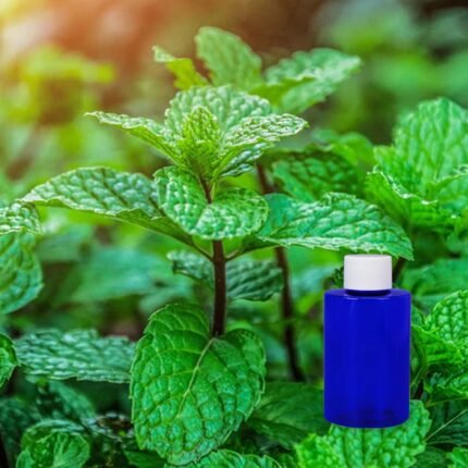 garden mint